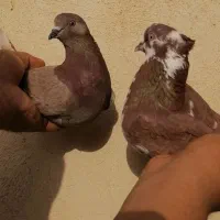 کفتر حسابی|پرنده|قم, باغ شریفی|دیوار