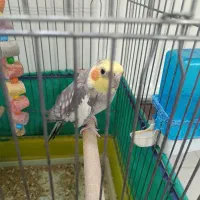 عروس هلندی نر سخنگو