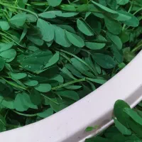 سبزی خورشتی پرچ پاک