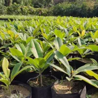 مگنولیا همیشه سبز نایلکسی۱۵ در۲۰