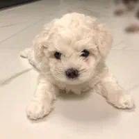 توی پودل|سگ|هشتگرد, شهرک اداری|دیوار