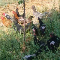 مرغ و خروس