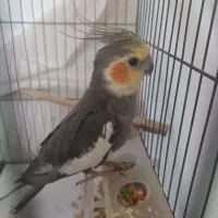 عروس هلندی رام و اهلی و خانگی|پرنده|کتالم و سادات شهر, |دیوار