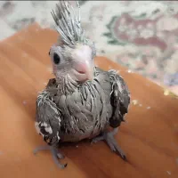 عروس هلندی بامزه - جوجه