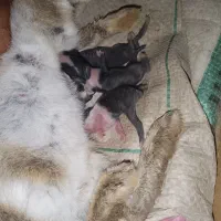 بچه خرگوش با مادر یا تکی|موش و خرگوش|کنارک, |دیوار