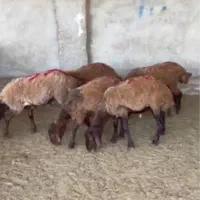 بره سبک بره پای پروار بره نر شیرمست و قلمدار
