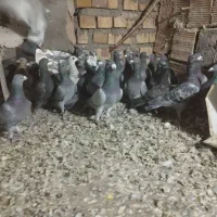 کفتر خوب به شرط