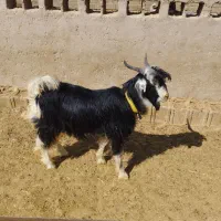 فروش بره و کهره  داشتی بختیاری