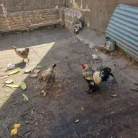 خروس برهما ۱ساله درشت
