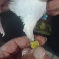 دوبر سرعتی|پرنده|اردبیل, |دیوار