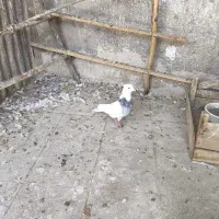 کبوتر رنگی