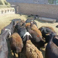 میش داشتی
