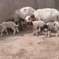 دوراس شاه میش دوقلوزا