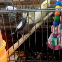 فروش جفت عروس هلندی مولد|پرنده|سوسنگرد, |دیوار