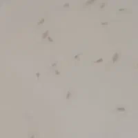 ماهی بچه گوپی|ماهی|قزوین, |دیوار