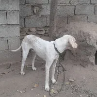 سگ دمبلان|سگ|گلی داغ, |دیوار