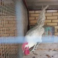 خروس براکل|حیوانات مزرعه|اردکان, |دیوار