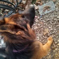 ژرمن شپرد سالم|سگ|کلاردشت, |دیوار