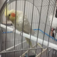 یک جفت عروس زعفرانی ‌