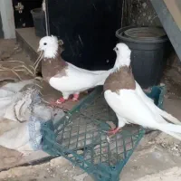 کفتر معاوزه با پرنده خونگی