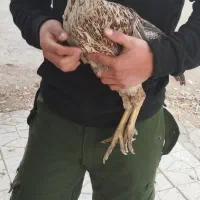 عروس هلندی و مرغ لاری|پرنده|قیدار, |دیوار