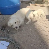 سگ نژاد دار