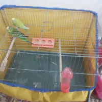 مرغ عشق نرو ماده بالغ|پرنده|ساوه, |دیوار