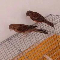 قناری سرخ سوخته