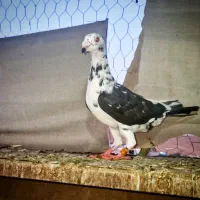 فروش تعدادی کبوتر