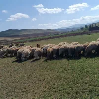 گوسفند|حیوانات مزرعه|آبش احمد, |دیوار