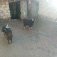 دوعدد بزغاله نر ادرس روانسر