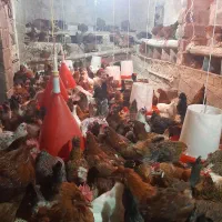 مرغ تخم گذار بومی|حیوانات مزرعه|ناغان, |دیوار