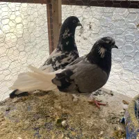 کبوتر نروماده تکپر پرشی ویه جفت رنگی نرسبز تکی|پرنده|گنبد کاووس, |دیوار