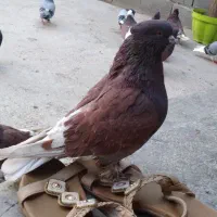 کبوتر سرخ|پرنده|فاضل آباد, |دیوار