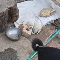 پاکوتا سرابی