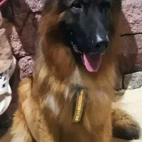 ژ رکن بلک فیس شولاین موبلند شیبدار  اصیل