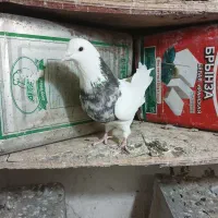 ۴ عدد کبوتر