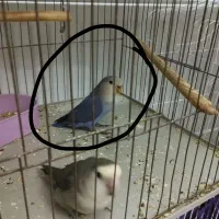 طوطی برزیلی جفت|پرنده|گلپایگان, |دیوار