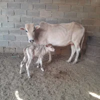 گاو بل گوساله ماده|حیوانات مزرعه|شادگان, |دیوار