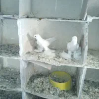 اویناخ لوطی|پرنده|اهر, |دیوار