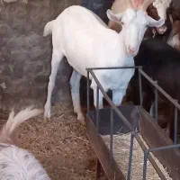 بزسانن
