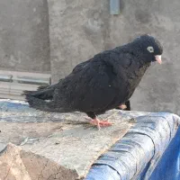 کبوتر زینتی