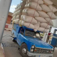 فروش کاه گندم و کاه لوبیا