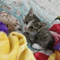 گربه