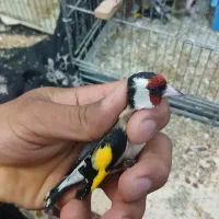 سهره نر|پرنده|ایذه, |دیوار