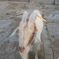 نر بز سانن|حیوانات مزرعه|خرامه, |دیوار