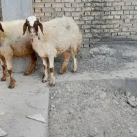 دومیش ودوبره|حیوانات مزرعه|شوشتر, |دیوار