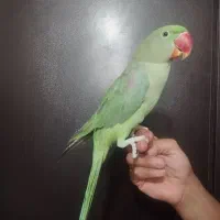شاه طوطی|پرنده|رفسنجان, |دیوار