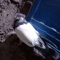 گرفتنی|پرنده|اندیمشک, |دیوار