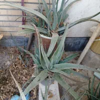 گلها|گل و گیاه طبیعی|قم, عمار یاسر|دیوار